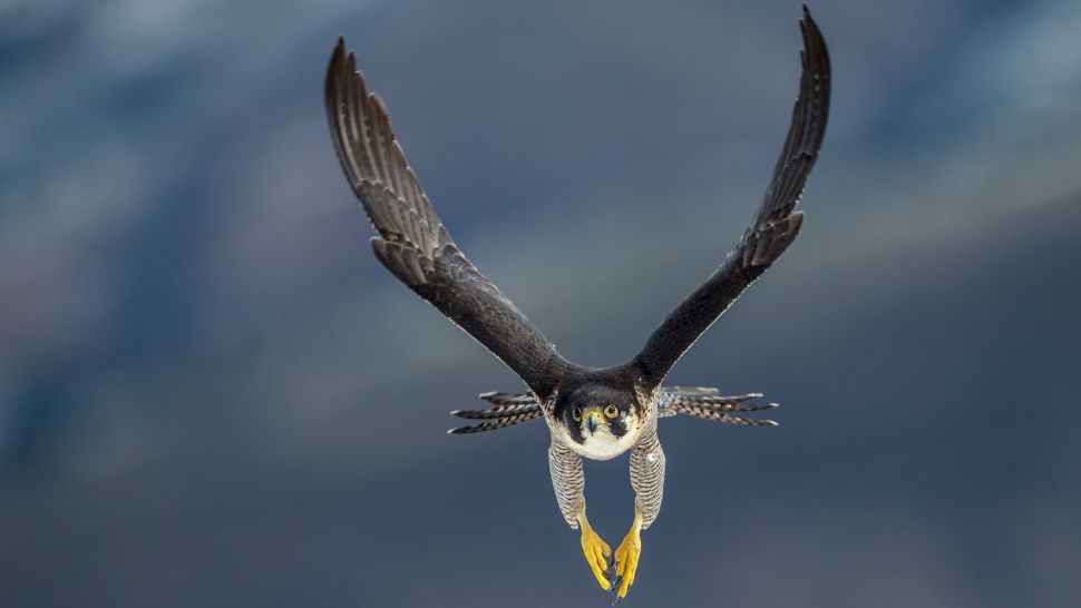 El halcón peregrino podría ser el animal más veloz de la Tierra.