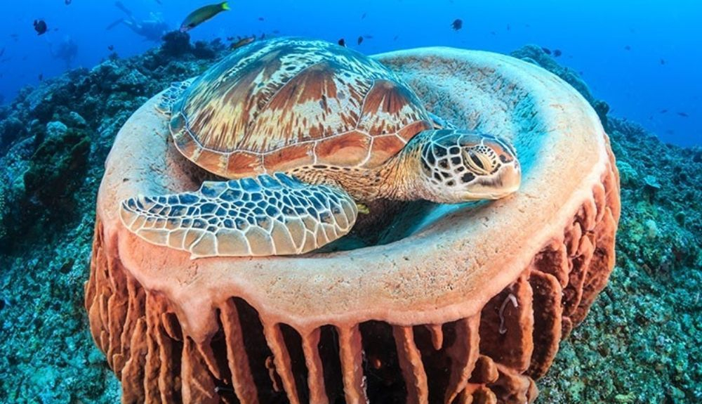 Las esponjas son una parte importante del ecosistema marino. Proporcionan un hogar y alimento a una gran cantidad de animales. Las esponjas son una parte importante del ecosistema marino. Proporcionan un hogar y alimento a una gran cantidad de animales.