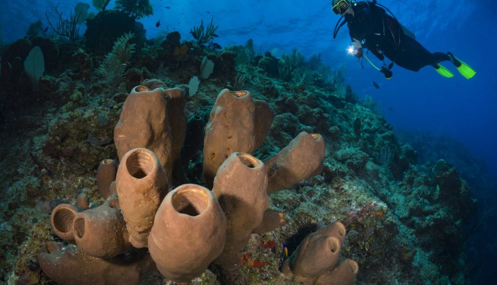 Las esponjas de mar están en serio peligro, debido al calentamiento global, la pesca y el dragado. Las esponjas de mar están en serio peligro, debido al calentamiento global, la pesca y el dragado.