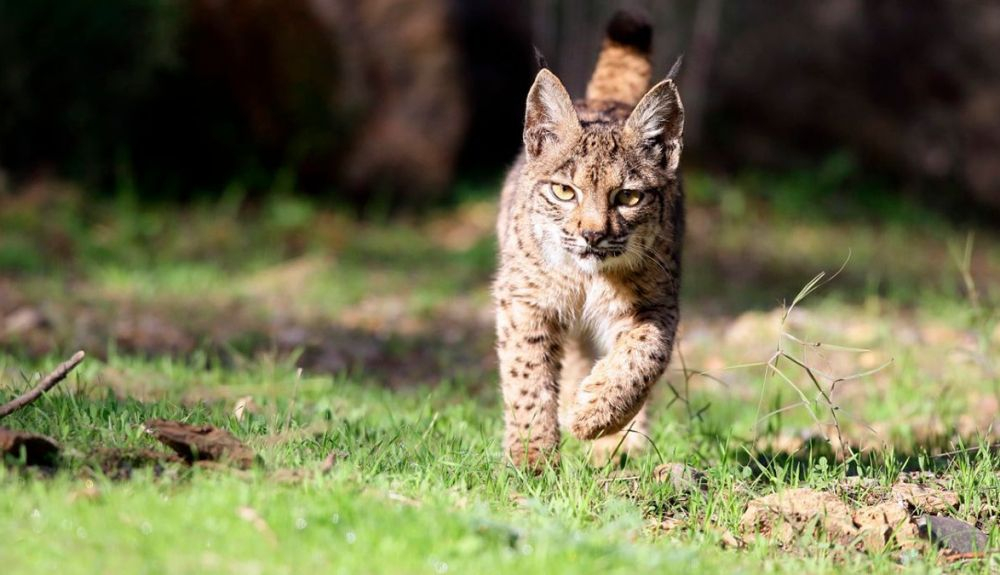 El estudio sobre la respuesta social a la reintroducción del lince ibérico comenzó en 2007. El estudio sobre la respuesta social a la reintroducción del lince ibérico comenzó en 2007.