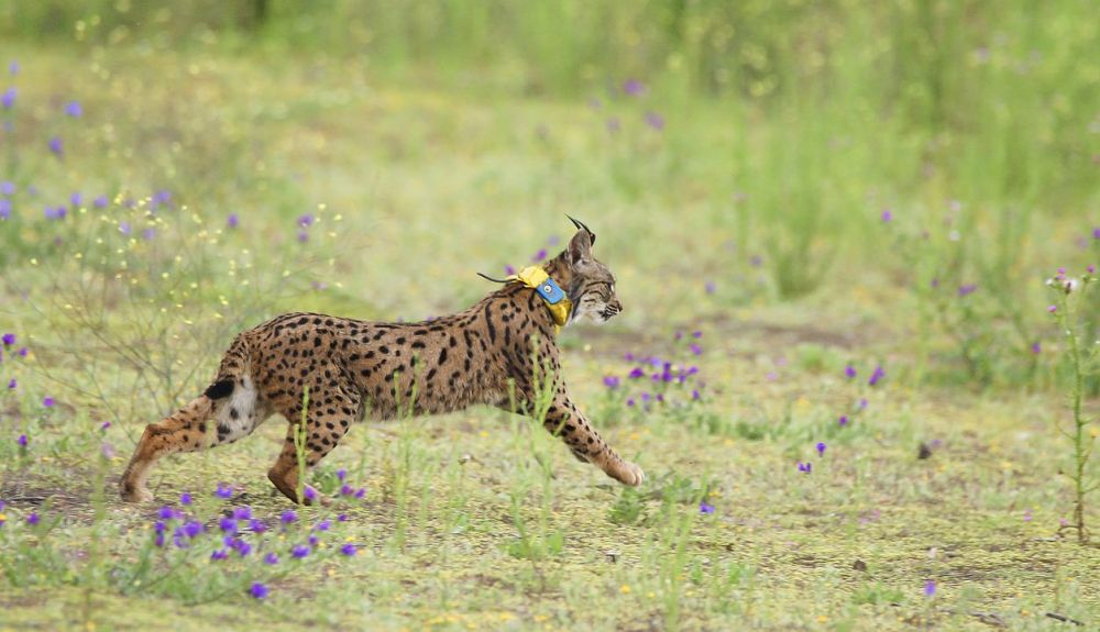 La opinión favorable de la mayoría a la reintroducción del lince ibérico se mantuvo desde antes de que se soltasen los primeros ejemplares. La opinión favorable de la mayoría a la reintroducción del lince ibérico se mantuvo desde antes de que se soltasen los primeros ejemplares.