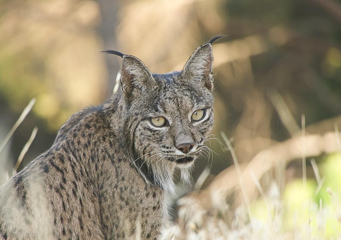 La reintroducción del lince ibérico cuenta con un importante apoyo social.