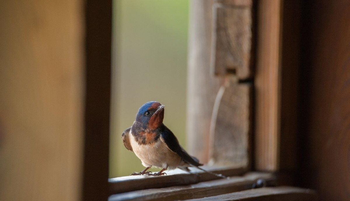 Golondrina común. El nuevo Libro Rojo de las Aves de España 2021 recoge el estudio de un total de 359 especies.