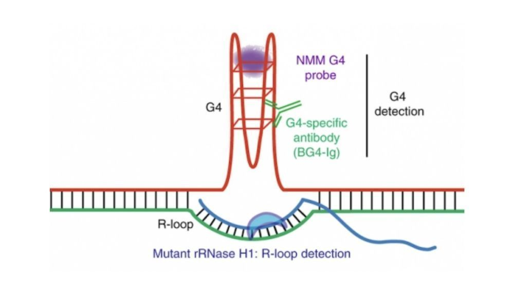 Representación esquemática de un G quadruplex (G4) con una estructura R loop asociada.