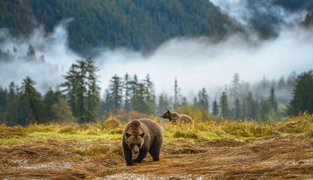 El estudio se realizó con ejemplares de osos grizzly que viven en la Columbia Británica. El estudio se realizó con ejemplares de osos grizzly que viven en la Columbia Británica.