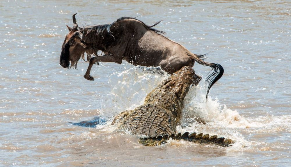 Un ñu siendo atacado por un cocodrilo al cruzar el río Mara. Un ñu siendo atacado por un cocodrilo al cruzar el río Mara.