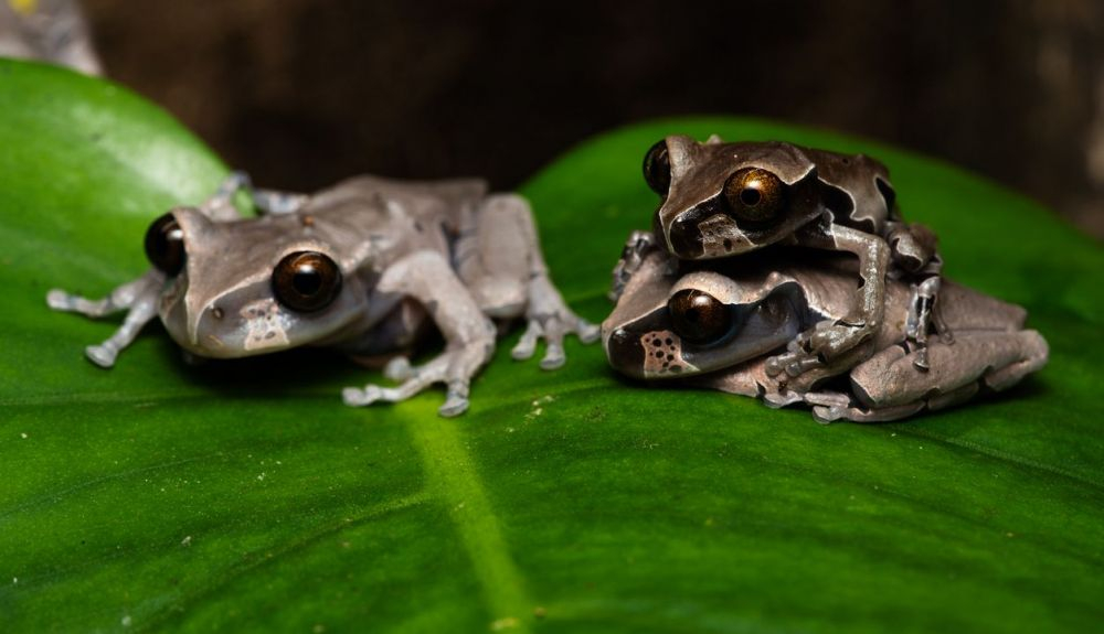 La disminución de especies de anfibios supera la de cualquier otro grupo de animales. La disminución de especies de anfibios supera la de cualquier otro grupo de animales.