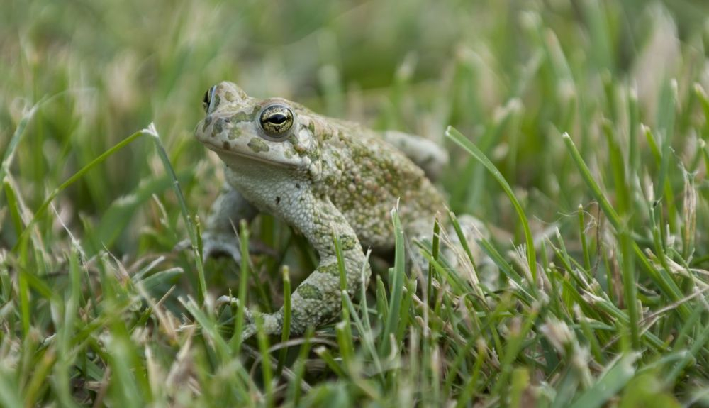 Más del 40 por ciento de los anfibios se enfrentan actualmente a la extinción. Más del 40 por ciento de los anfibios se enfrentan actualmente a la extinción.
