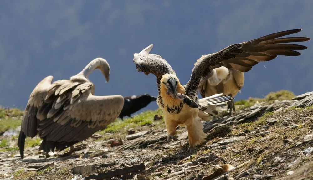 El quebrantahuesos se caracteriza por su bejo plumaje.