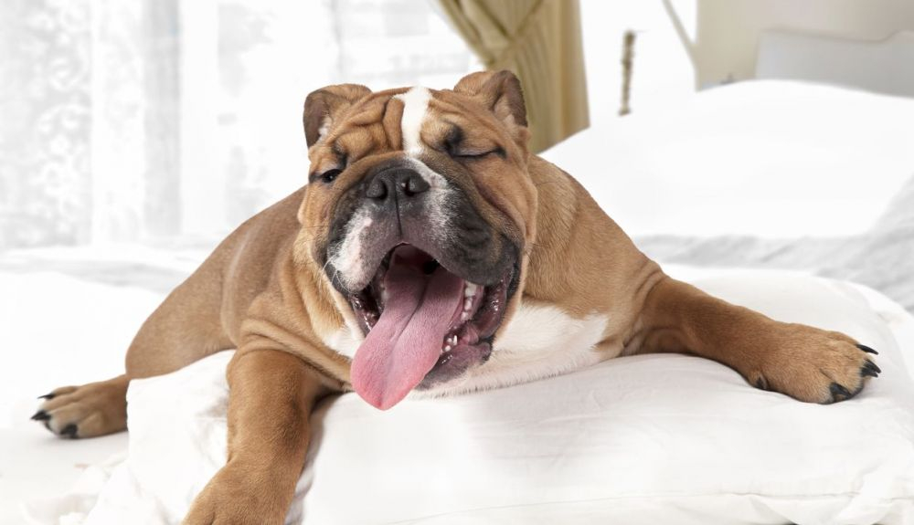 El bostezo de los perros está relacionado con el grado de cercanía emocional. El bostezo de los perros está relacionado con el grado de cercanía emocional.