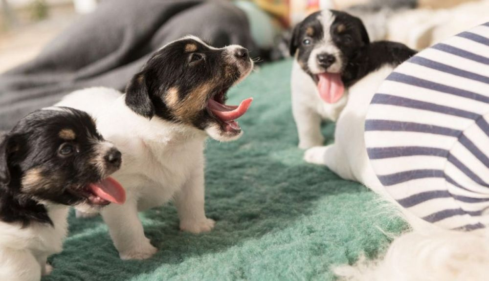 Los perros usan el bostezo como una señal de apaciguamiento.