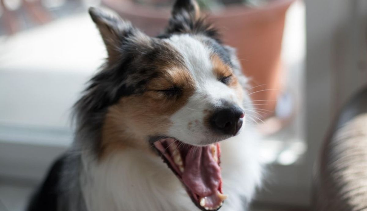 Los perros no solo bostezan cuando están cansados.