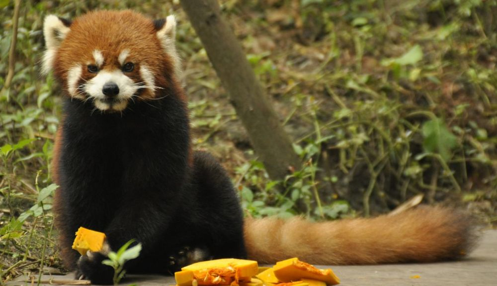 Se cree que solo hay 10.000 pandas rojos en la naturaleza. Se cree que solo hay 10.000 pandas rojos en la naturaleza.
