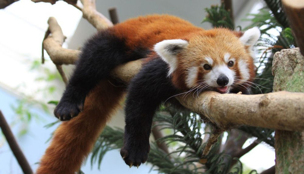 El panda rojo permanece principalmente en las copas de los árboles. El panda rojo permanece principalmente en las copas de los árboles.