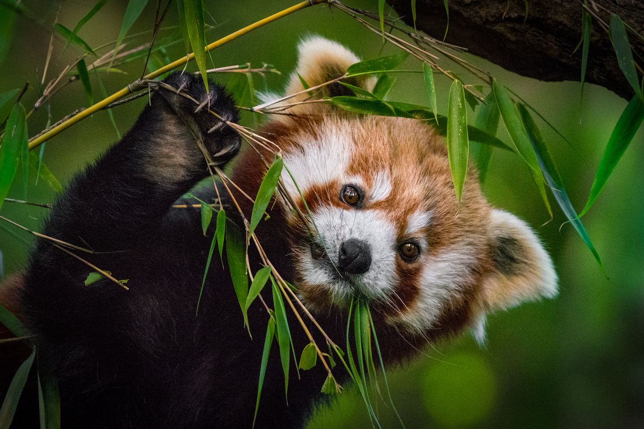 Debido a su hábitat único y sus necesidades de alimentación, la supervivencia ha sido difícil para el panda rojo.