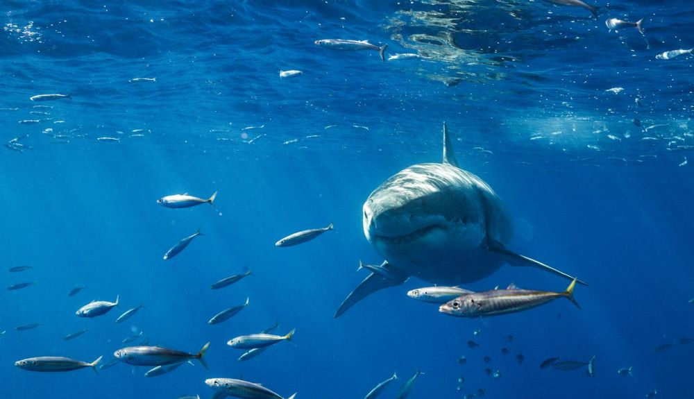 El fotógrafo Najafov es un firme defensor de los tiburones. El fotógrafo Najafov es un firme defensor de los tiburones.