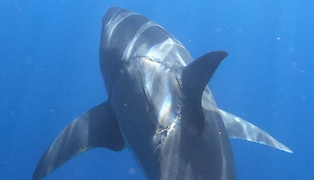 La foto de Najafov del gran tiburón blanco ha sido muy comentada.