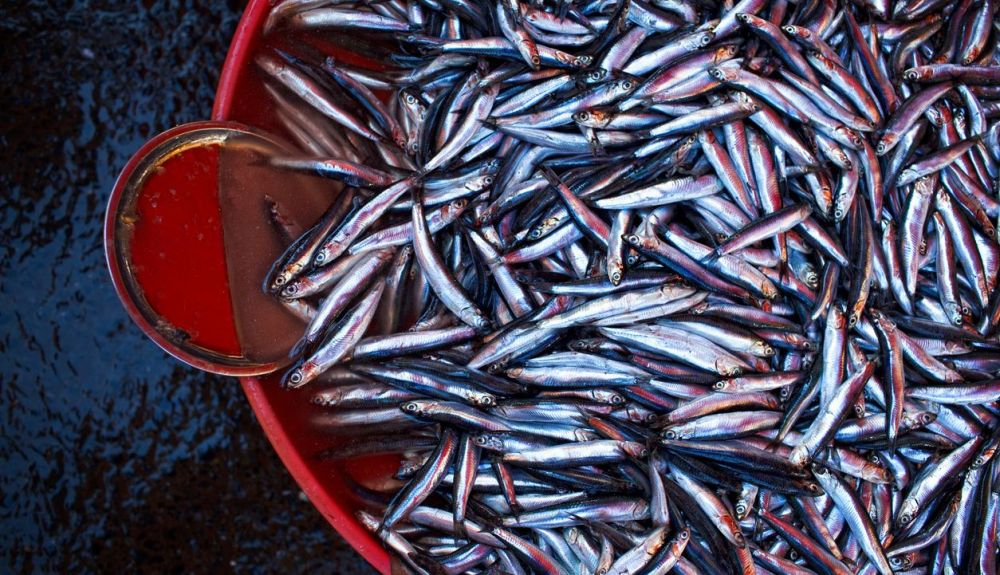 Sin las anchoas, muchas especies tendrán serias dificultades para sobrevivir. Sin las anchoas, muchas especies tendrán serias dificultades para sobrevivir.