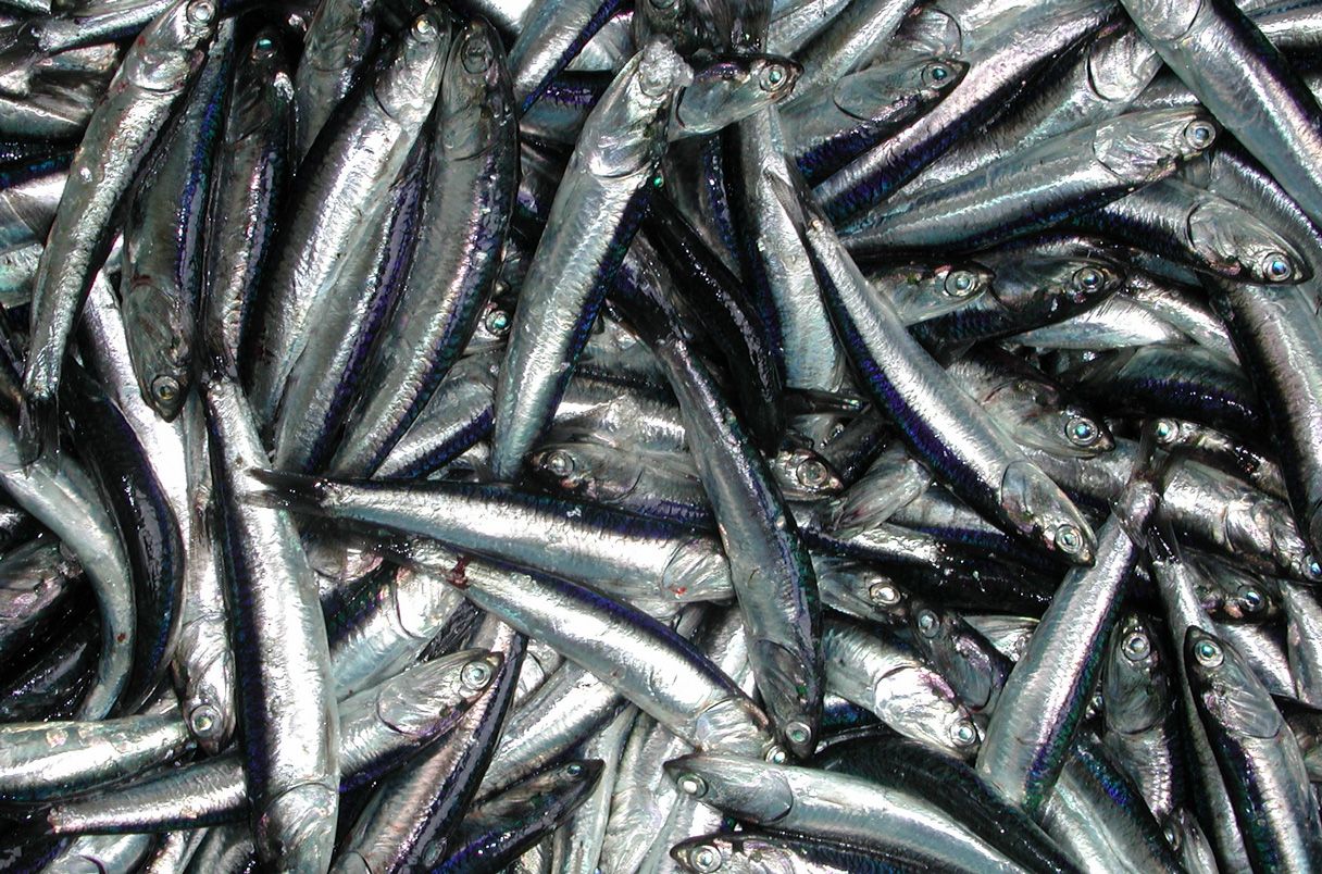 El cambio climático una vez casi eliminó el valioso recurso de las anchoas.