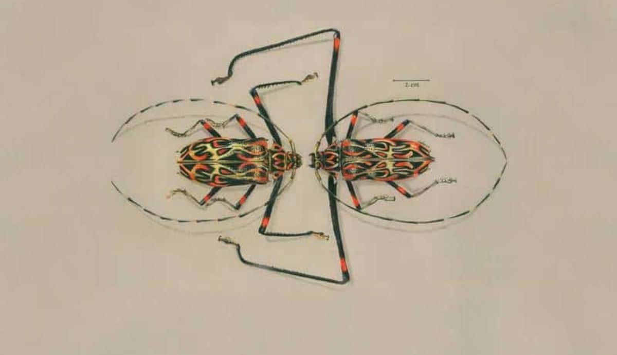Acrocinus longimanus male and female, de Jorge Ignacio Mesa, ilustración ganadora de la tercera edición de Ilustraciencia.