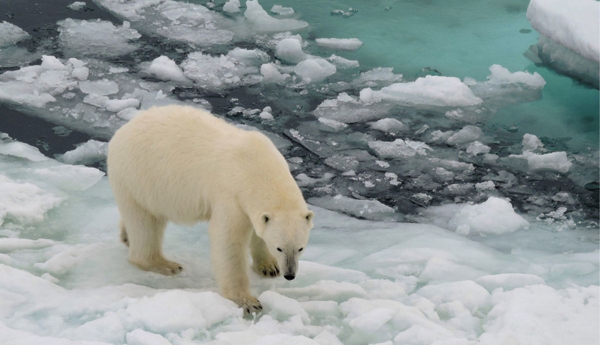 El habitát natural del oso polar está desapareciendo con el derretimiento de las capas de hielo en Groenlandia.