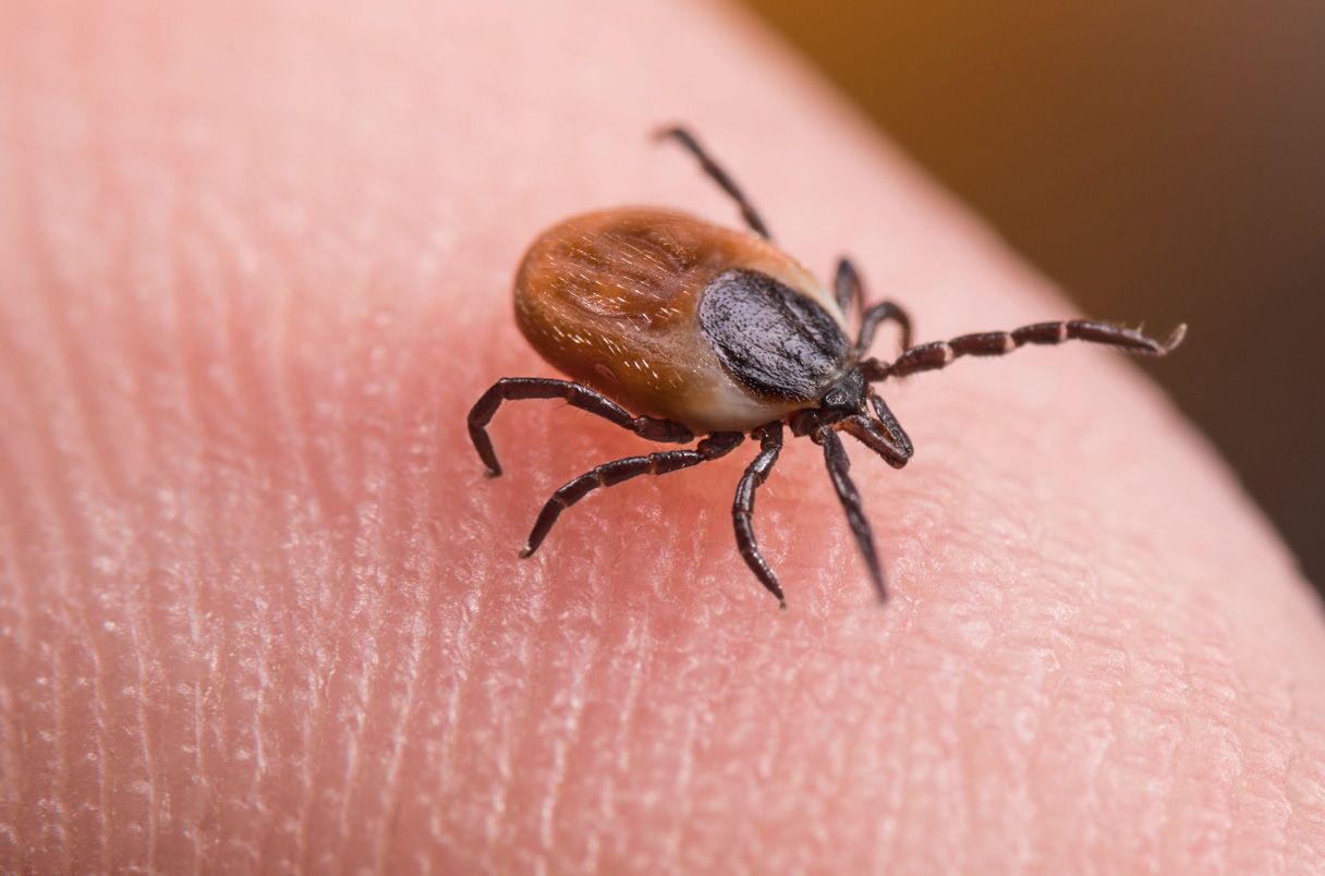 Las garrapatas portadoras de Lyme viven más tiempo, y podrían extenderse más, gracias a los inviernos más cálidos Las garrapatas portadoras de Lyme viven más tiempo, y podrían extenderse más, gracias a los inviernos más cálidos