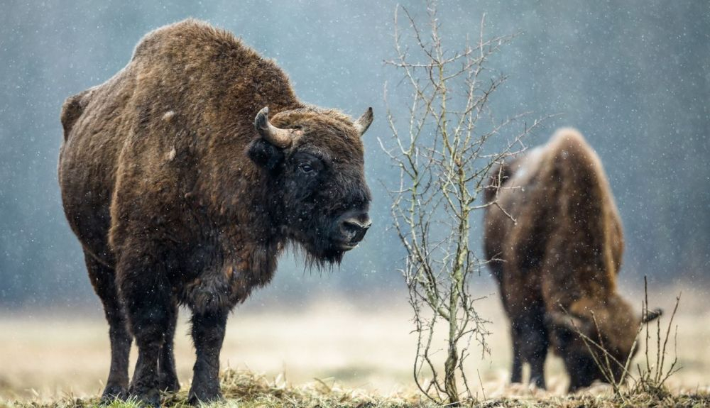 La reintroducción del bisonte en Rumanía ha sido todo un éxito. La reintroducción del bisonte en Rumanía ha sido todo un éxito.