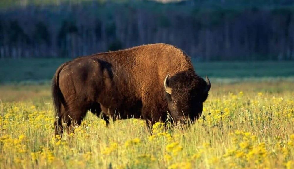 Alrededor de 105 bisontes viven ahora libremente en las montañas de Tarcu. Alrededor de 105 bisontes viven ahora libremente en las montañas de Tarcu.