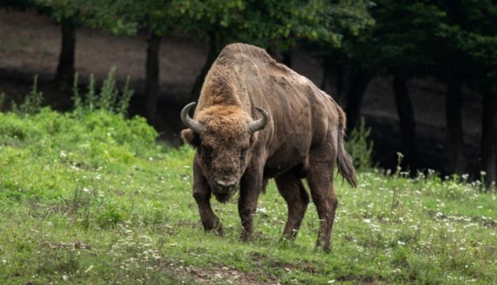 El bisonte proporciona grandes beneficios al ecosistema. El bisonte proporciona grandes beneficios al ecosistema.