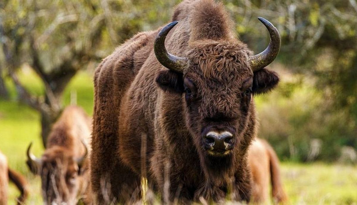 La reaparición en Rumanía del bisonte es clave para mantenerlo fuera de las listas de especies en peligro crítico.