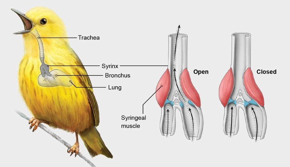 Las aves tienen una estructura vocal especial llamada siringe. Las aves tienen una estructura vocal especial llamada siringe.