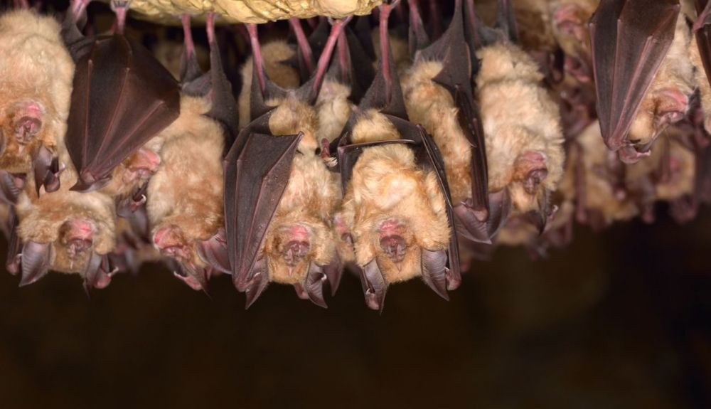 Los murciélagos florecieron como resultado de esta innovación. Hoy constituyen aproximadamente el 25 por ciento de las especies de mamíferos. Los murciélagos florecieron como resultado de esta innovación. Hoy constituyen aproximadamente el 25 por ciento de las especies de mamíferos.