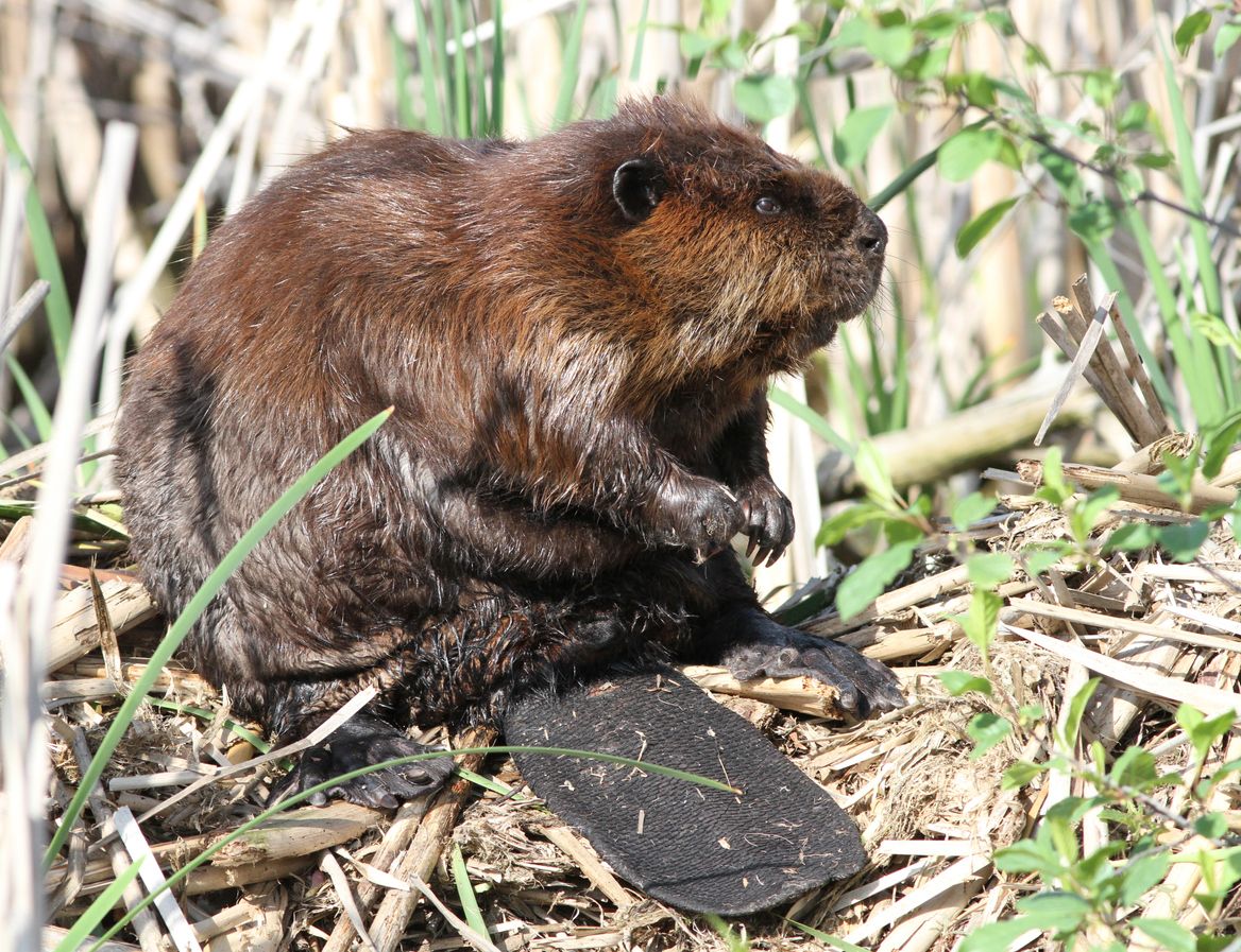 La investigación demuestra la expansión del castor al territorio ártico.