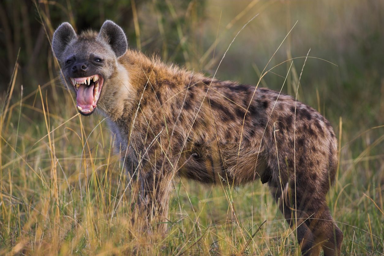 Un estudio señala que las hienas ayudan a prevenir serias infecciones en humanos y animales.
