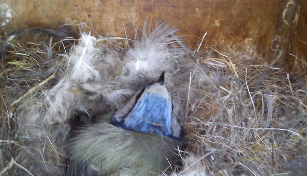 Hembra de herrerillo común en la puesta de huevos. Hembra de herrerillo común en la puesta de huevos.
