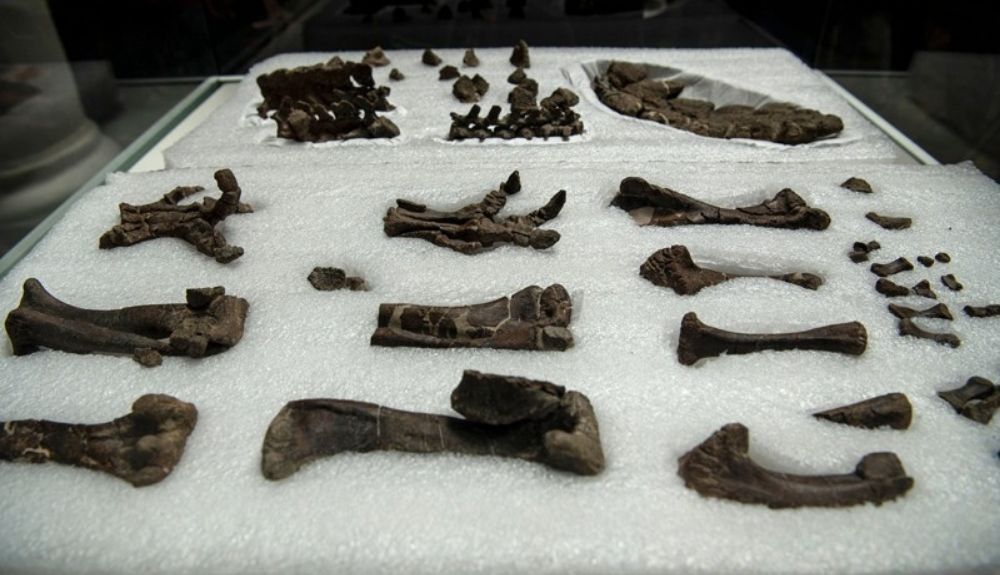 Fósiles de dinosaurio Stegouros elengassen, que fueron excavados en la región chilena de la Patagonia, América del Sur.