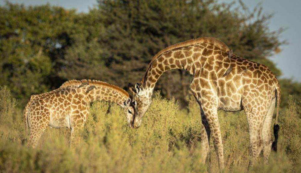 A pesar de los datos, las poblaciones siguen considerándose relativamente pequeñas.