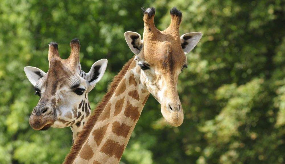Los programas de conservación de las jirafas están obteniendo sus frutos.