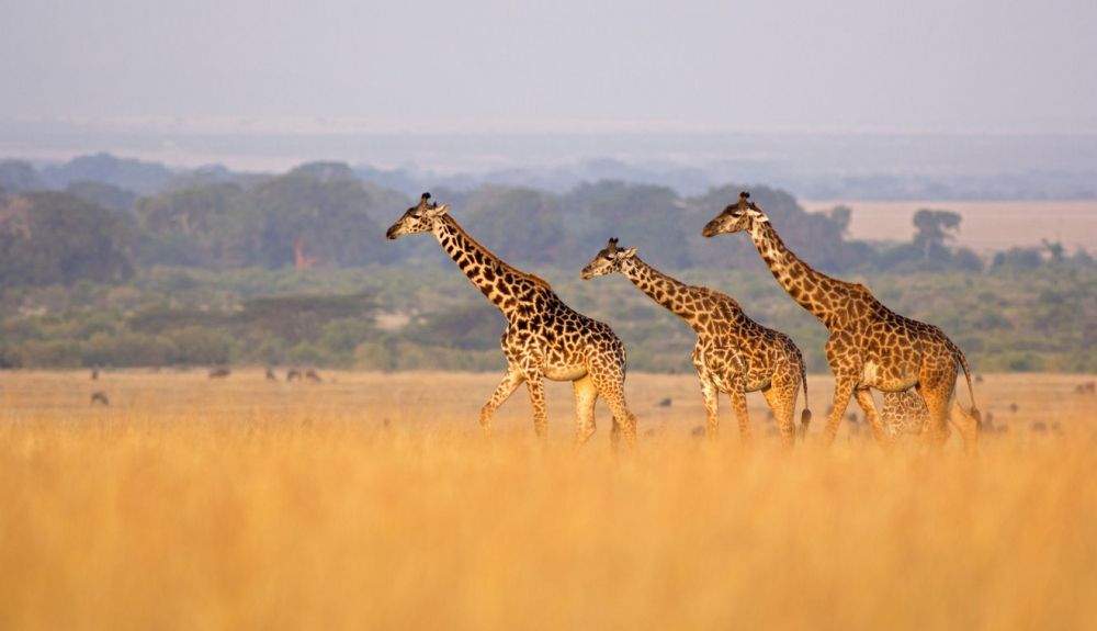 Tres jirafas masai en Kenia. Su número ha aumentado considerablemente.