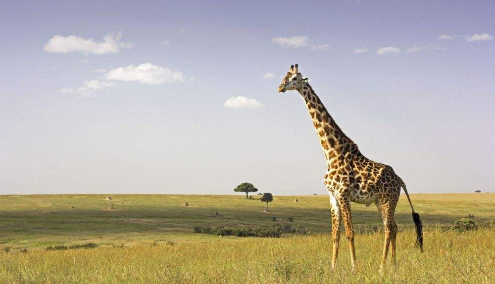 Jirafa solitaria masai en la extensión abierta del Masai Mara, en Kenia.