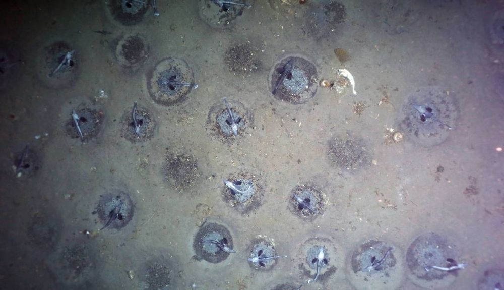 Se pudo identificar claramente los nidos de peces redondos, de unos 15 centímetros de profundidad y 75 centímetros de diámetro. Se pudo identificar claramente los nidos de peces redondos, de unos 15 centímetros de profundidad y 75 centímetros de diámetro.