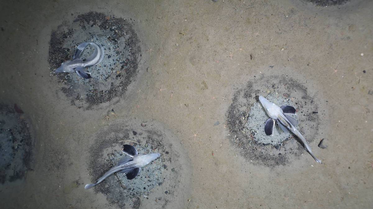 El número total estimado de nidos de peces es de unos 60 millones.