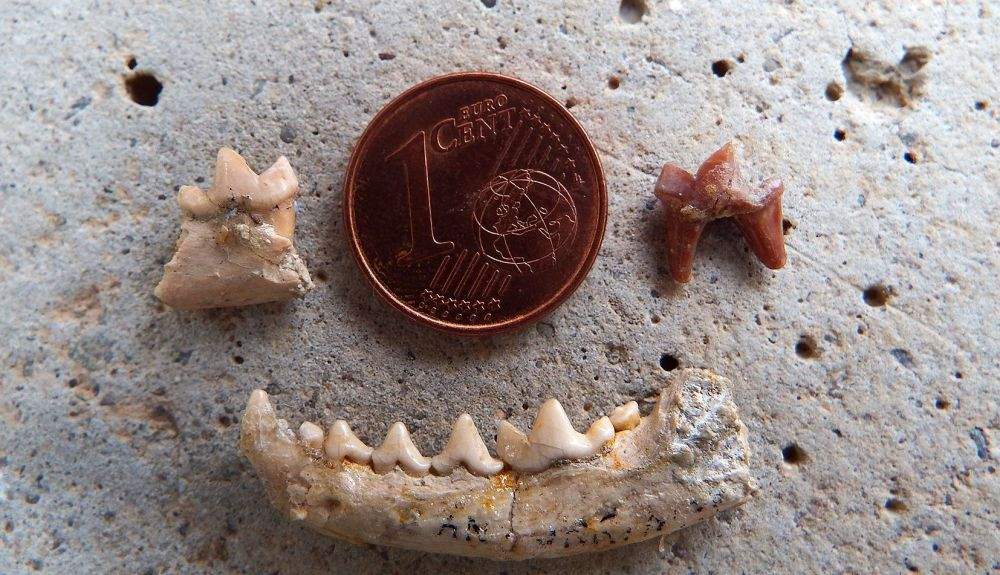 Fosiles del nuevo mistélido.