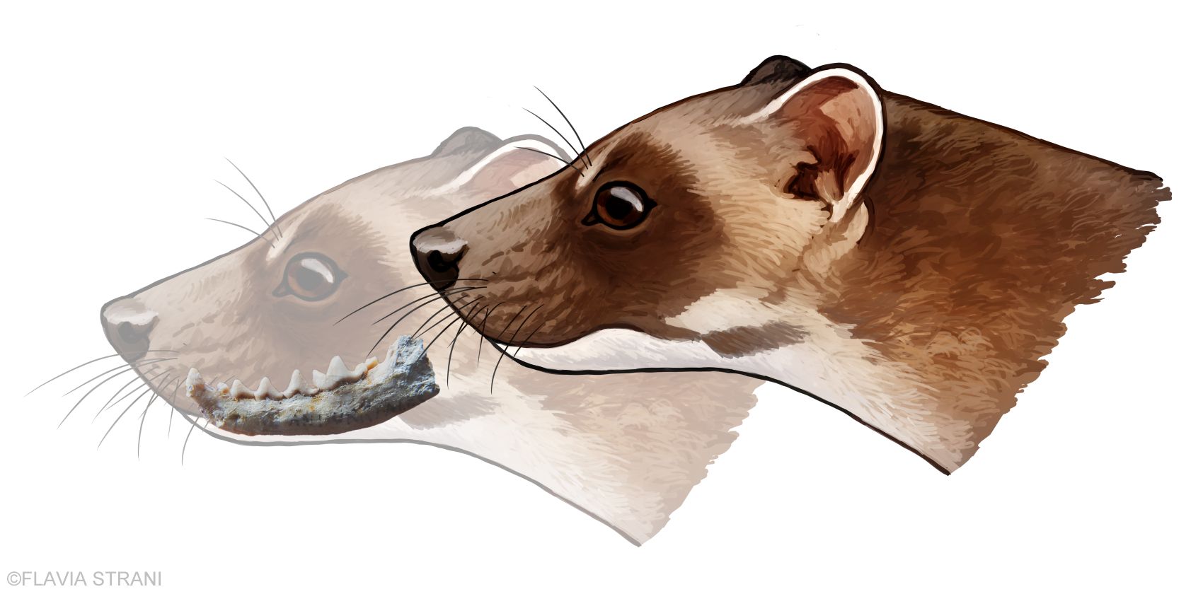 Reconstrucción en vida de Aragonictis araid, el mamífero aragonés.