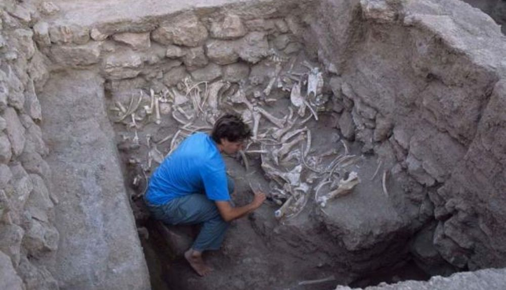 Una de las autoras del estudio, Jill Weber, excavando entierros de équidos (instalación A) en Umm el Marra, Siria.