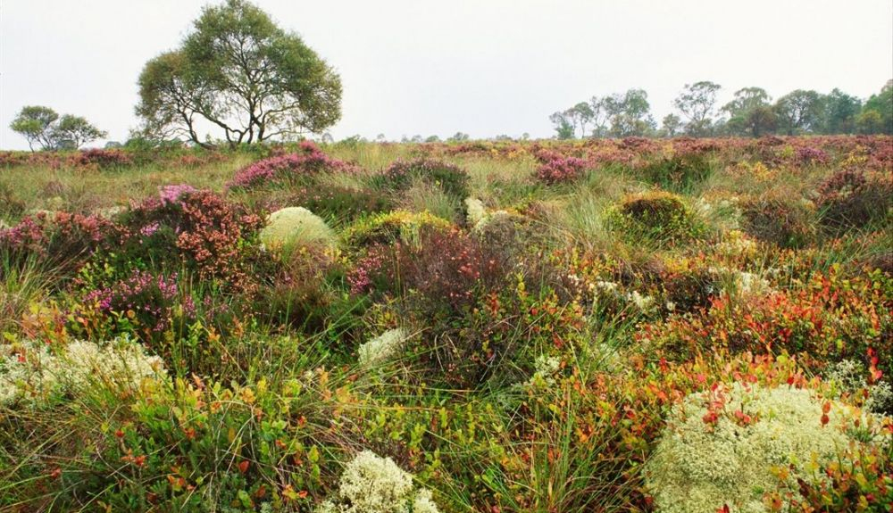 Flores silvestre en la turba de Flanders Moss. Flores silvestre en la turba de Flanders Moss.