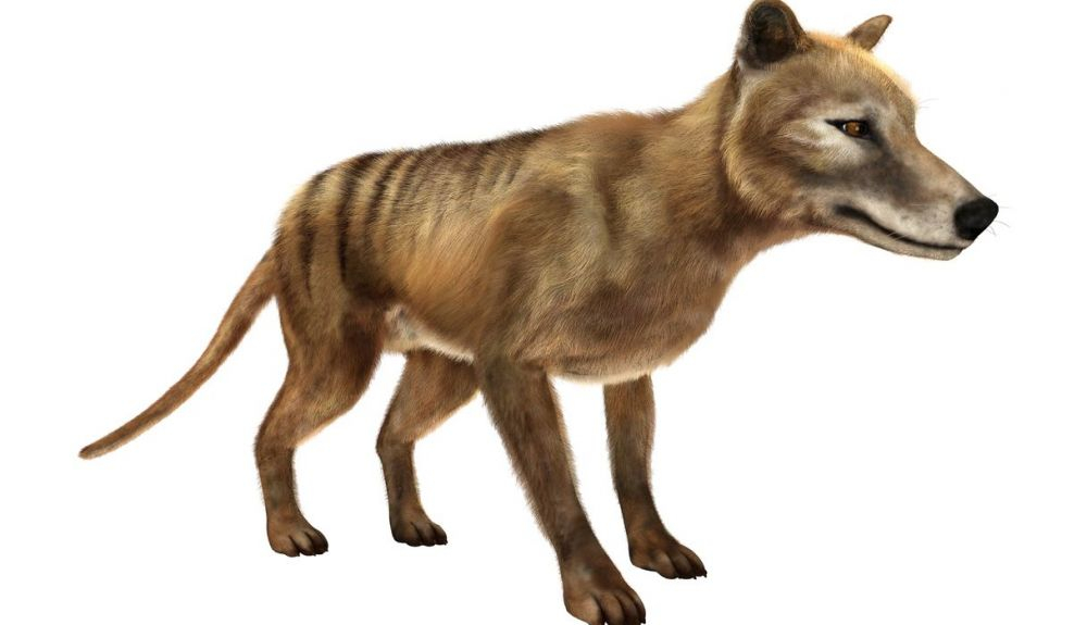 El tigre de Tasmania fue una vez el marsupial más grande del mundo. El tigre de Tasmania fue una vez el marsupial más grande del mundo.