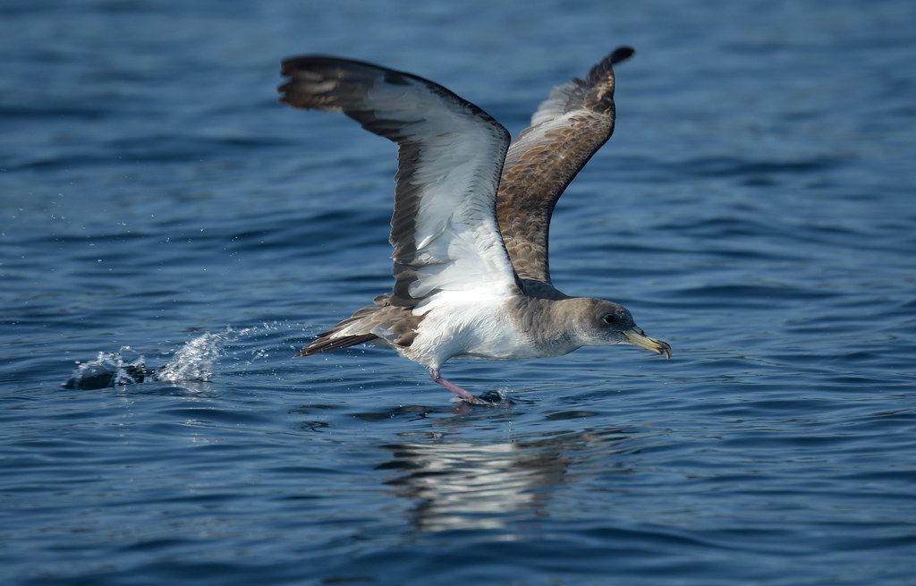 La pardela cenicienta es una especie que habita en las Islas Selvagens.