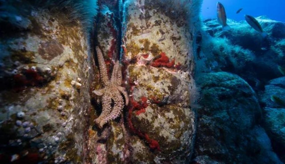 Estrella de mar espinosa en una grieta.