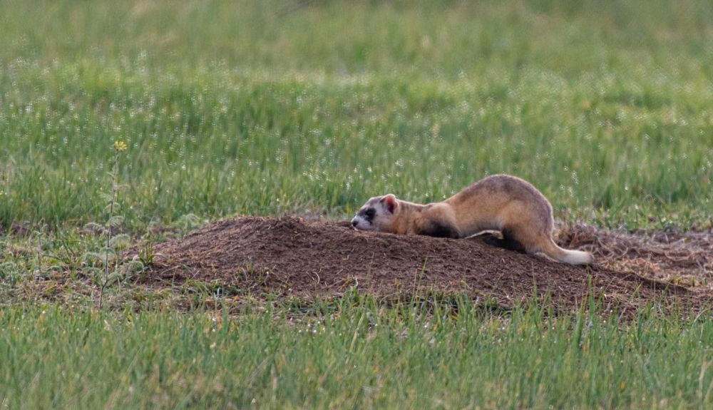 Un hurón de patas negras salvajes en las llanuras de Colorado. Un hurón de patas negras salvajes en las llanuras de Colorado.